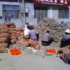 2016夏津红薯 大型地窖几百个