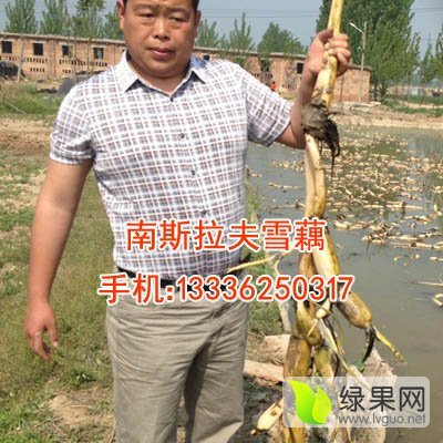 2016年山东阳谷南斯拉夫雪莲藕价格