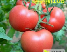 寿光早春拱棚大果番茄种子无限生长型