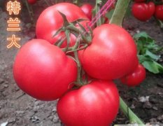 山东寿光早春极早熟品种番茄种子著名品牌