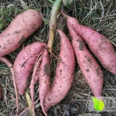 石家庄藁城区红薯基地龙署九号