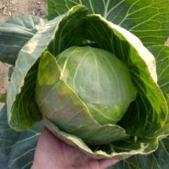 河南新野有大量甘蓝蔬菜正在订购