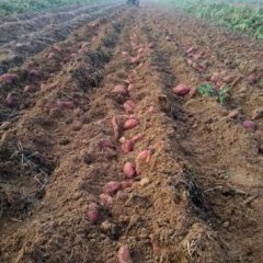 临沭红薯大量供应，有能力的大车联系我-