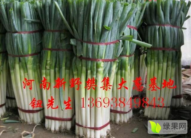 2018年河南新野铁杆大葱价格