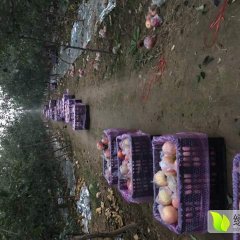 苹果四大产区之一：山西运城