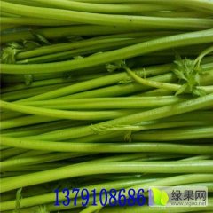 章丘鲍芹 章丘无公害鲍芹 章丘土特产 无丝无渣