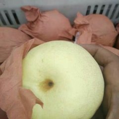 陕西大荔县砀山酥梨批发价格