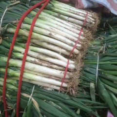 山东费县铁杆大葱净葱大掉价