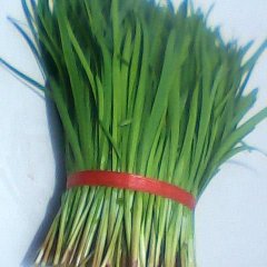 山东莘县韭菜已上市