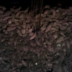 来安红薯上货量大半塔刘宝良诚信合作