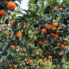 广西柳城今年的沙糖桔比去年上市得早