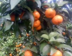 阳朔今年砂糖橘同比去年减少