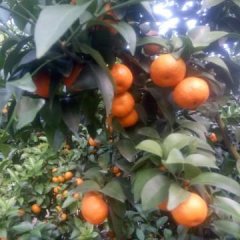 阳朔今年砂糖橘同比去年减少