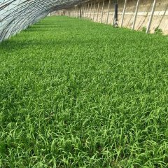 宁夏灵武大棚富生韭菜，农家的非常多