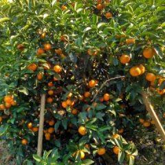 鹿寨县沙糖桔现在开始上市