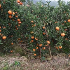 彭山黄丰徐劲松1月寿柑柑橘