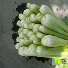 山东沂南尖叶莴笋 ，芹菜9毛