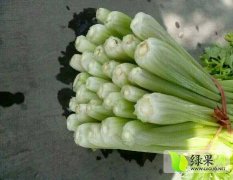 山东沂南尖叶莴笋 ，芹菜9毛