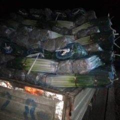 山东安丘铁杆大葱长势旺盛