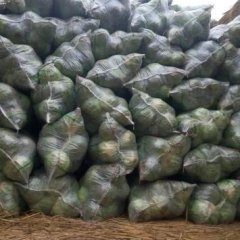 四川西昌特优甘蓝著名品种