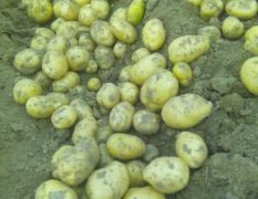 河北隆尧荷兰十五土豆绿色无公害