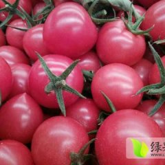 惠民西红柿欢迎合作,惠民董衍明诚信合作