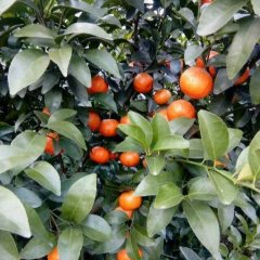 永福沙糖桔 本人长期代购代办沙糖橘业务