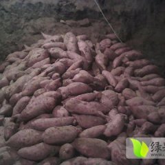 建瓯 加工厂采购龙薯9号