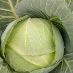 湖南君山奥奇娜扁包甘蓝逐渐上市