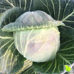 君山甘蓝诚意代办湖南张威诚信合作