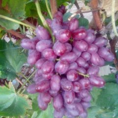 2017莱西葡萄  中国最大的无核葡萄产区