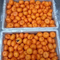 南丰柑橘 个体农户，代办南丰蜜桔多年