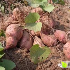 2017费县本人有地瓜，来福1号、868