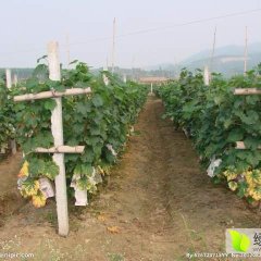 山东莱西红宝石无核葡萄品质优良