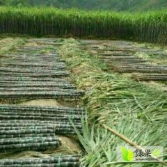 2017龙州甘蔗走过路过不要错过