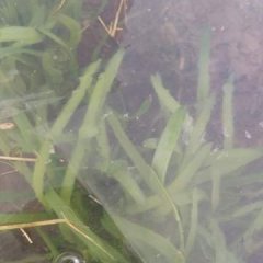 2017莘县本地韭菜属于绿色无公害的