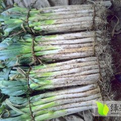 昌邑大葱价格适宜,围子乔明星诚信合作