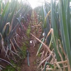 安丘大棚葱，交通便利