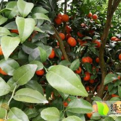 永福大量盖膜3.4.5年上等沙糖橘果