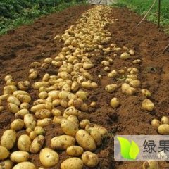 太仆寺旗大量荷兰十四..荷兰十五土豆 . 库存多