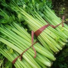 2017诸城芹菜60至75高，中小颗