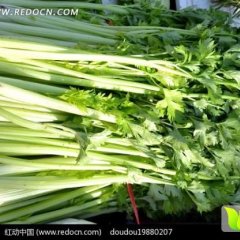 安徽砀山美国西芹芹菜上货量大