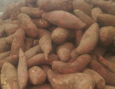 2017石家庄红薯机不可失失不再来！