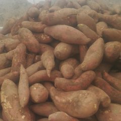 2017石家庄红薯机不可失失不再来！