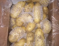 莱芜库存荷兰土豆，4两通天胶州货。