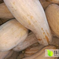 宜城大量储存的金韩密本南瓜上市