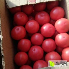泾阳西红柿 本合作社大量西红柿上市
