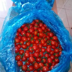 山东莘县圣女果香甜可口，色泽亮丽