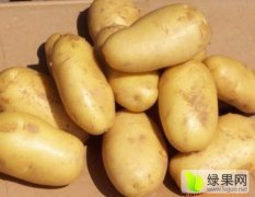 西青现在有大量土豆出售，价格便宜
