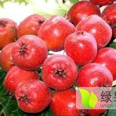 2017平邑山楂价格波动不大